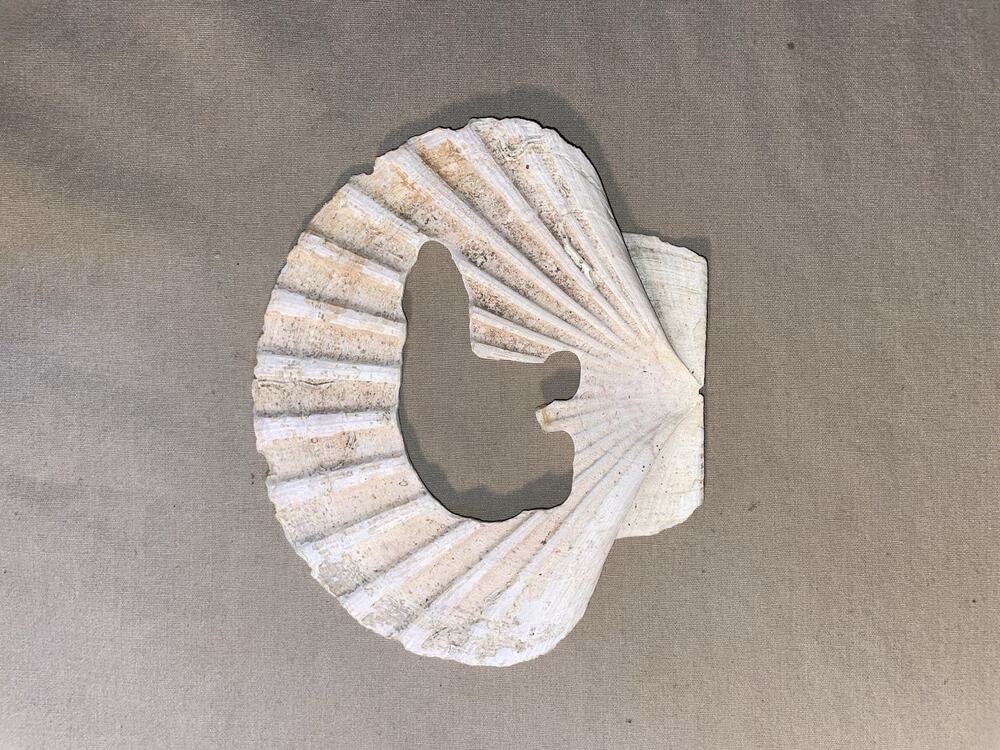 Fosslized Scallop Shell With Bear Carved Out Native American